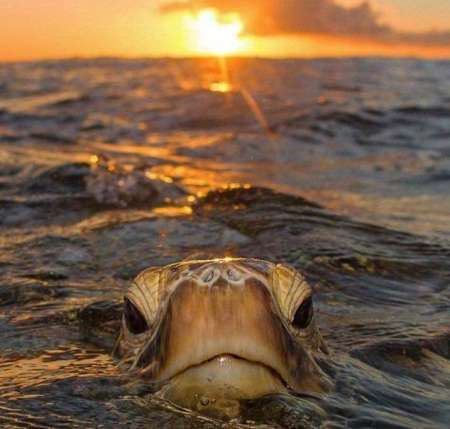 Homme raffinée à la recherche d'une femme