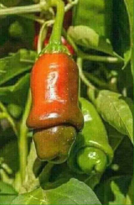 homme viril et endurant pour relation payante