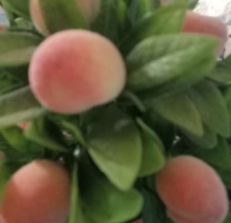 Ame sœur mariage amour