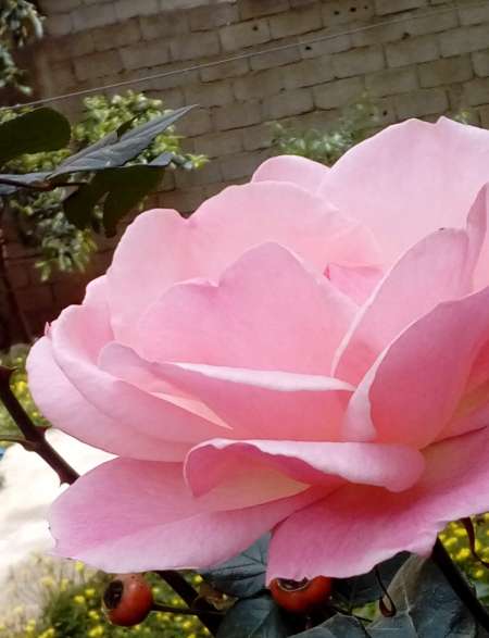 Uinquement Pour Passif AGE TRAV ET FÉMINISÉ