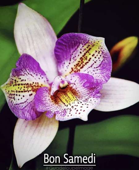 Délicieuse Jenny pou toi