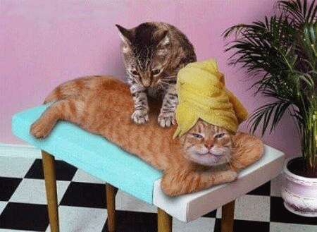Recherche masseuse avec ou sans experience