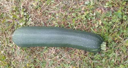 Cochonou homme soubrette