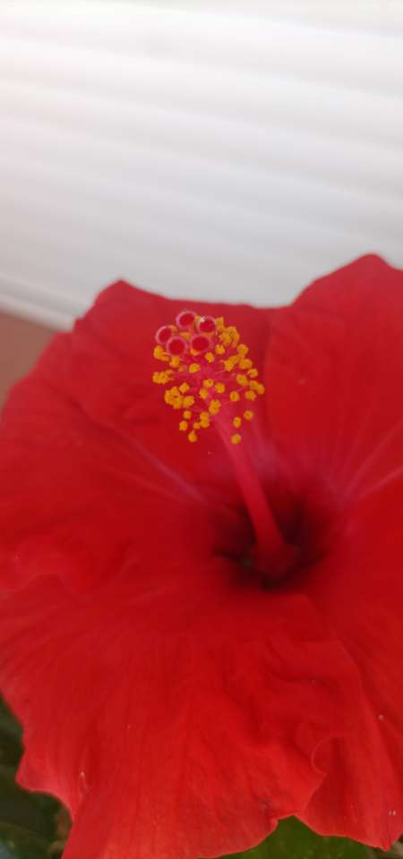 Massage intégral pour femme uniquement