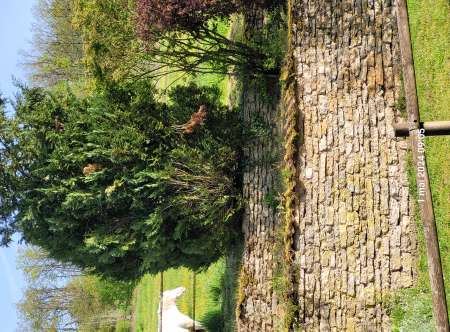 Homme pour femmes d'âge mur