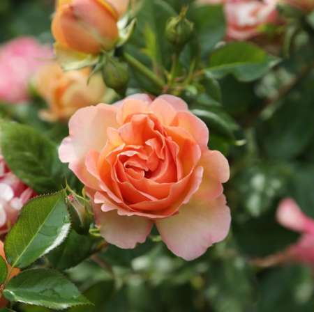 Quadra cherche femme inexpérimentée